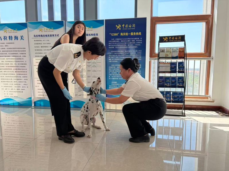 乌拉特海关对出境伴侣动物开展现场查检